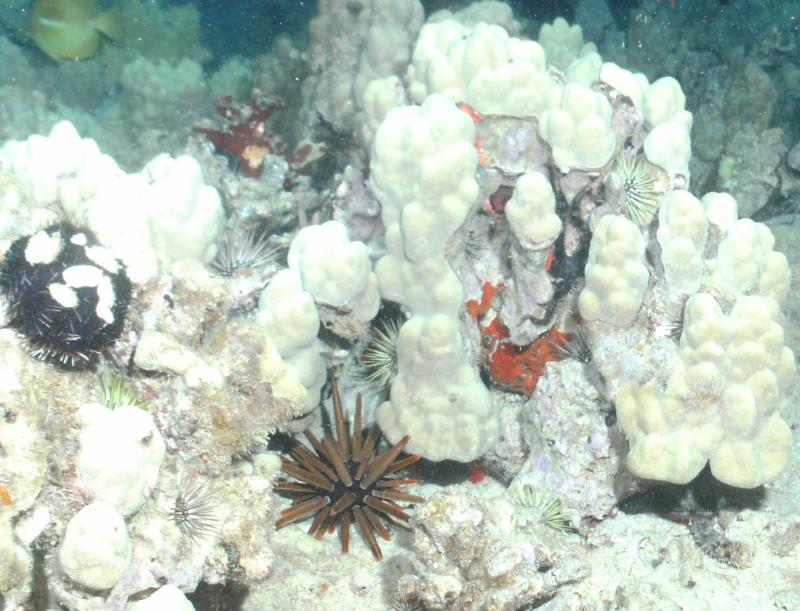 Several types of Urchin and Several Brittle Stars