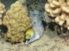 Yellowhead Eel