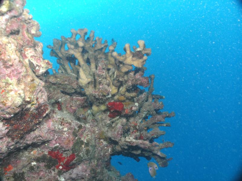Coral from 70 ft