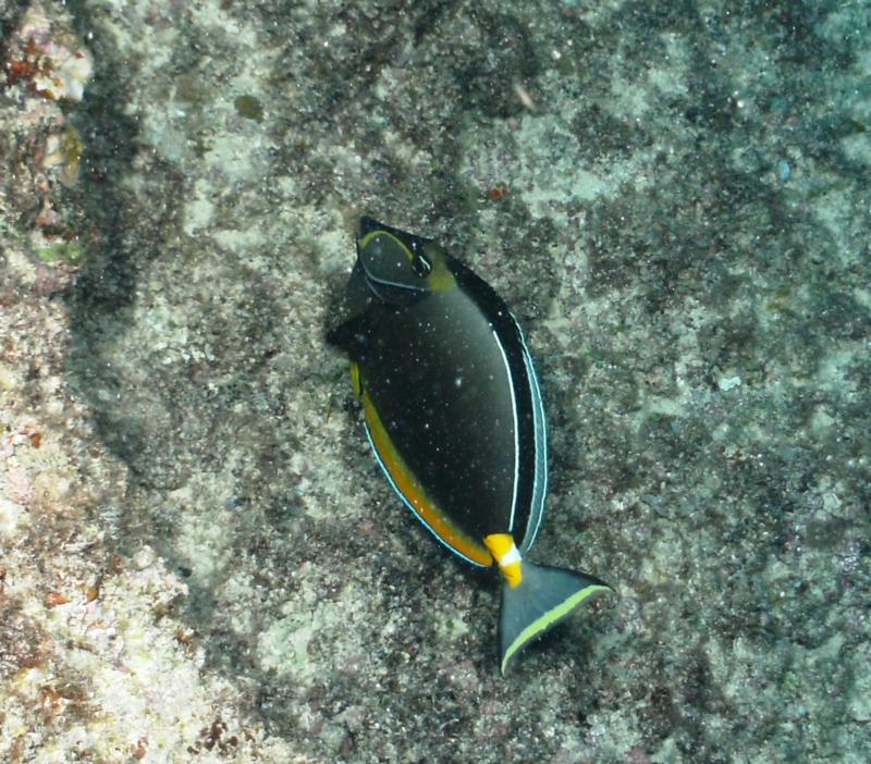 Orange Spine Surgeonfish