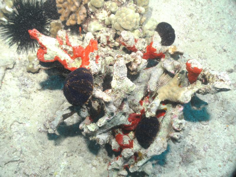 Urchins on Reef