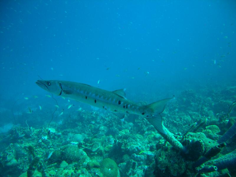Barracuda Bonaire
