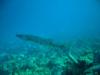 Barracuda Bonaire