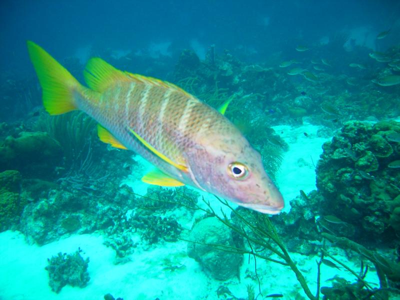 Fish Bonaire 2008