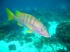 Fish Bonaire 2008