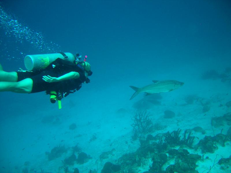 Deb ( Countess4sight )chasing a Tarpon Bonaire 2008