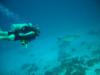 Deb ( Countess4sight )chasing a Tarpon Bonaire 2008