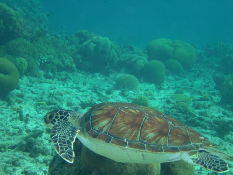 Turtle, Bonaire 2008