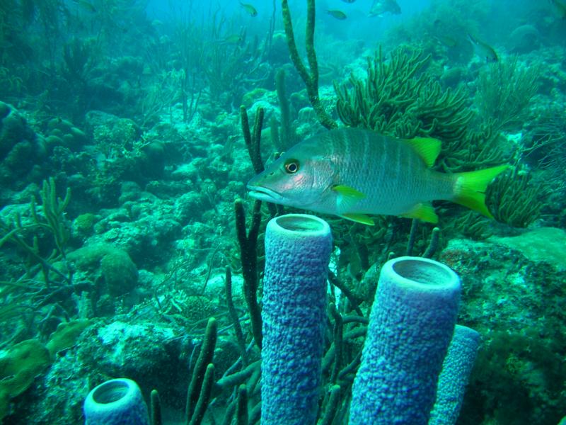 Fish, Bonaire 2008