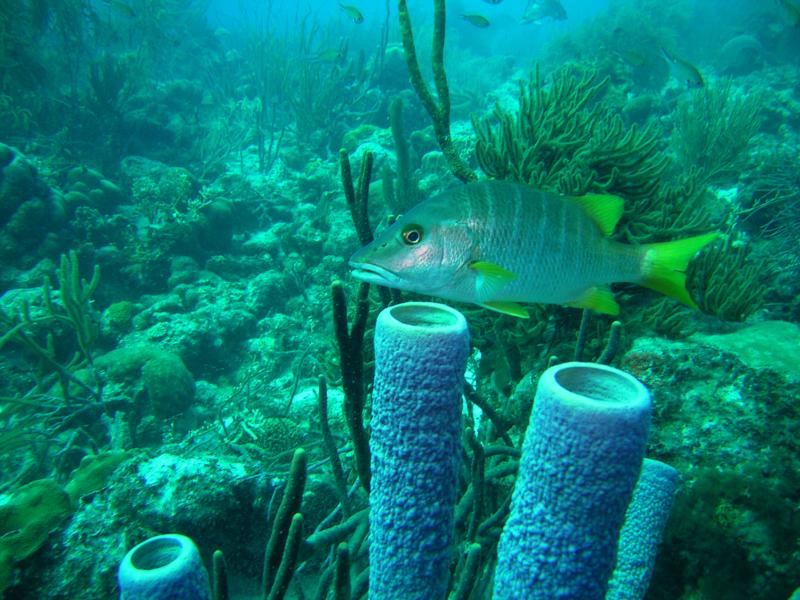 Fish, Bonaire 2008