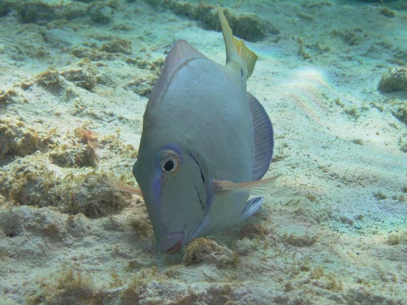 Fish, Bonaire 2008