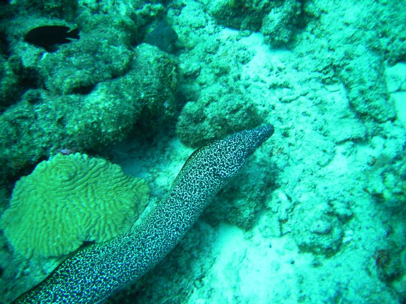 free swimming spotted moray eel, Bonaire 2008