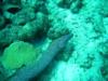 free swimming spotted moray eel, Bonaire 2008