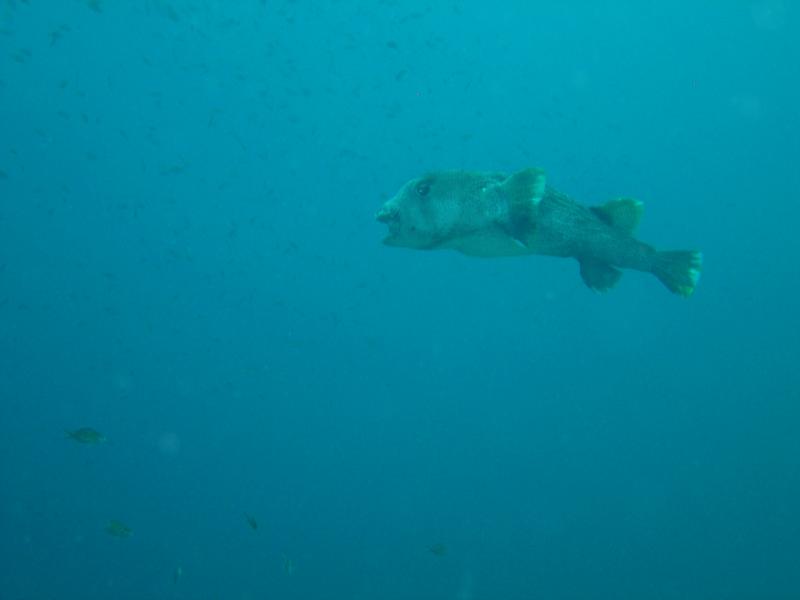 Porcupine fish , Bonaire 2008