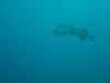 Porcupine fish , Bonaire 2008