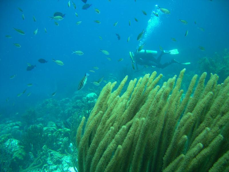 Coral & Sandy ( Jupitermermaid ), Bonaire 2008