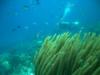 Coral & Sandy ( Jupitermermaid ), Bonaire 2008