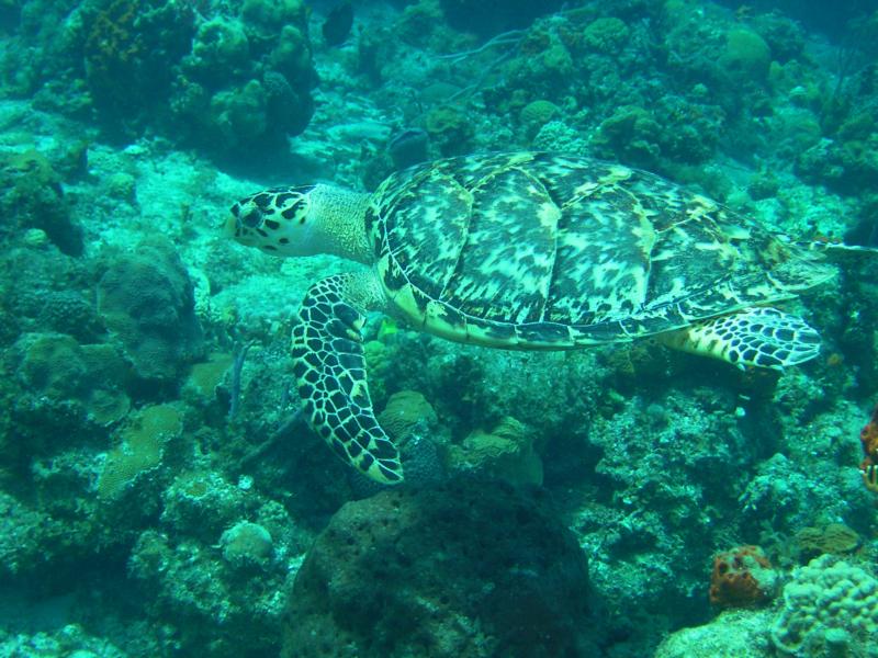 Turtle Cozumel