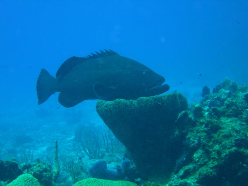 Grouper Cozumel Jul 2009