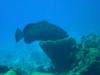 Grouper Cozumel Jul 2009