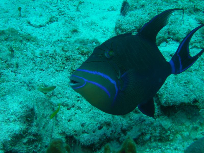 Cozumel 2009