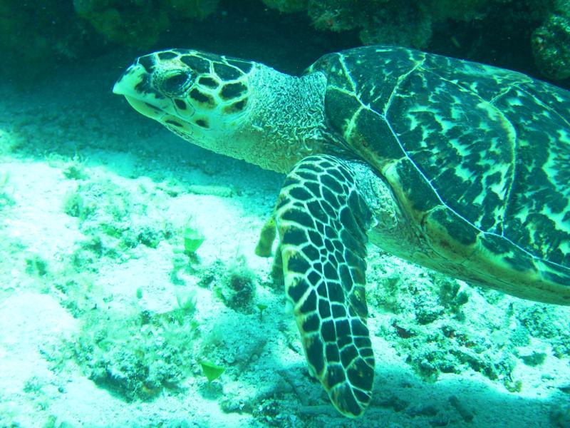 Turtle, Cozumel Jul 2009