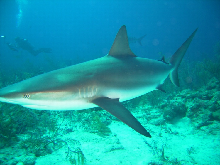 Reef Shark Bahamas