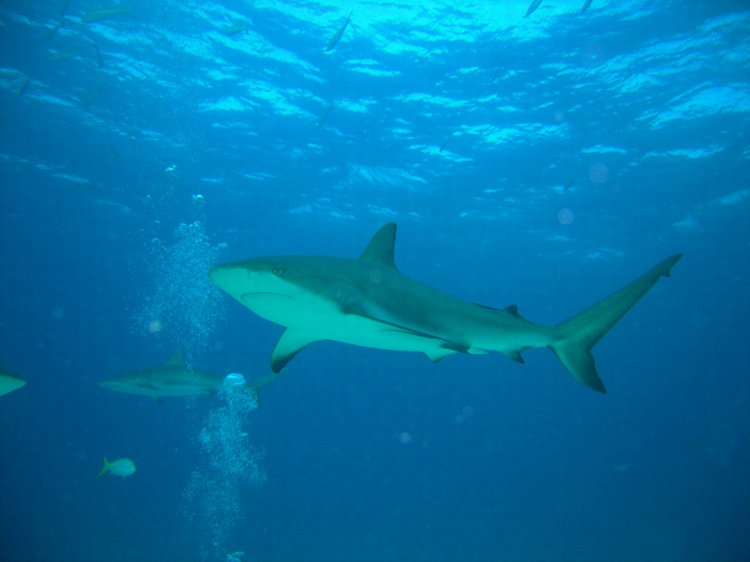 Reef shark Bahamas 06