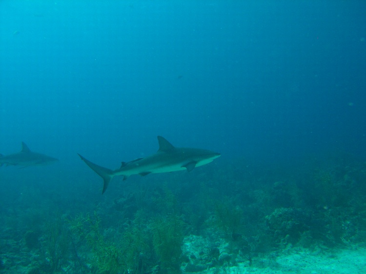 Sharks 3 Bahamas 06