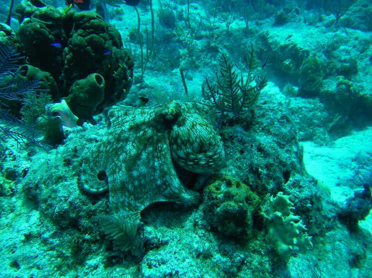 Octopus 1 West Caicos 07
