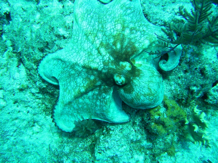 Octopus 2 West Caicos Apr 07