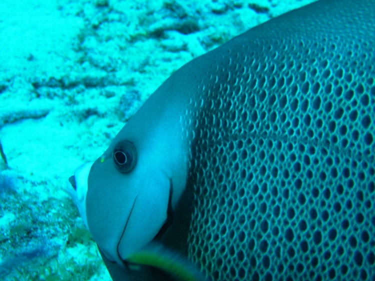 Grey Angel Fish West Caicos 07