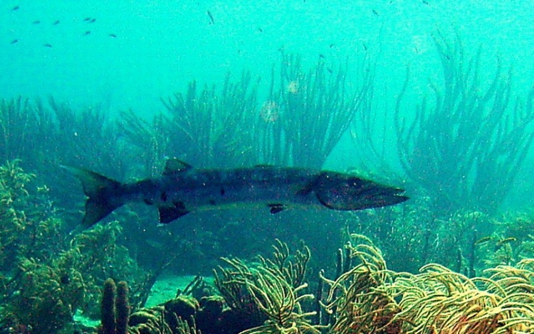 Barracuda Bonaire Jul 07