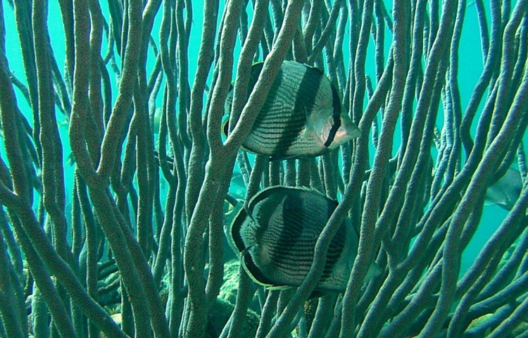 Butterfly fish In Coral Bonaire 07