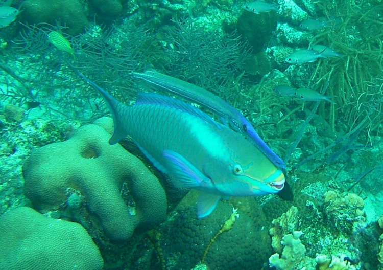 Trumpetfish hitchiiking on Parrotfish Bonaire 07