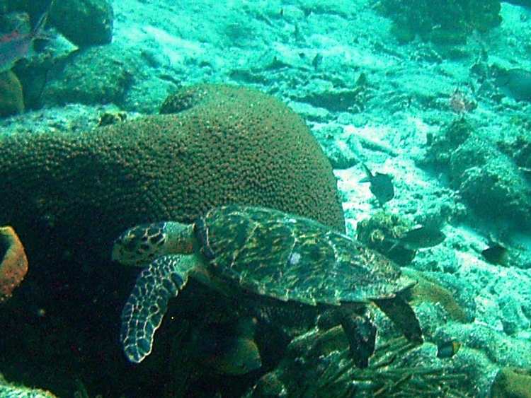 Turtle Bonaire 07