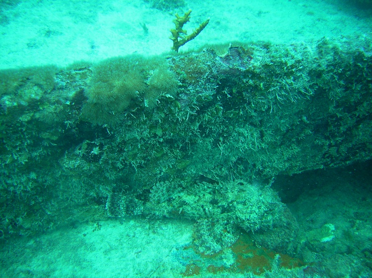 Scorpionfish Key Largo 05