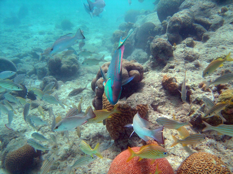 Fish in Bonaire 07