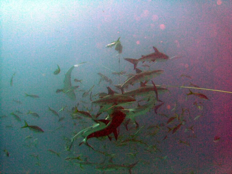 Shark feed at Bull Run...Bahama’s