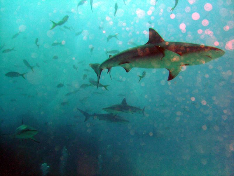Sharks at Bull Run, Bahama’s