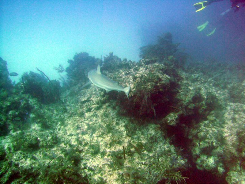 Swiming with sharks on a Blackbeard cruise...Bahama’s