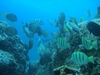 SC Fish