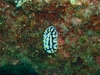 Nudi