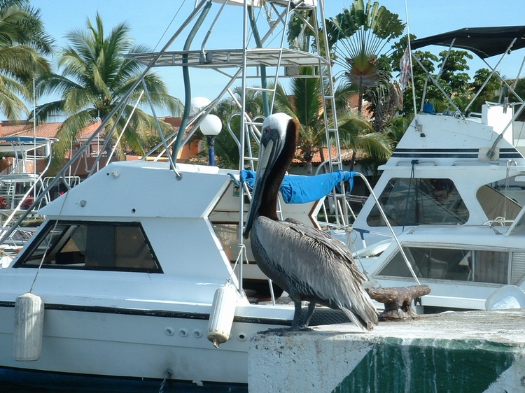 Marina Vallarta