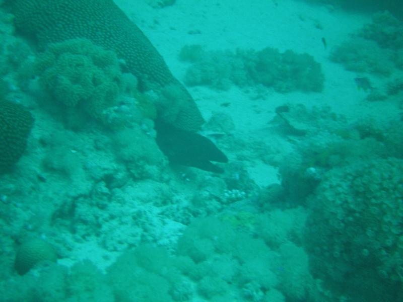 Moray at 60 feet Al-Bilad Beach Red Sea