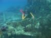 diving a wreck in Tortola