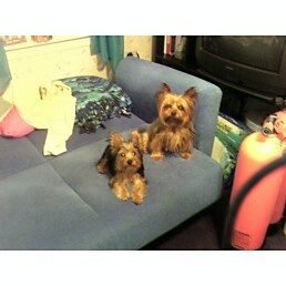 my lil yorkies