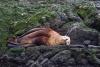 happy stellar sea lion