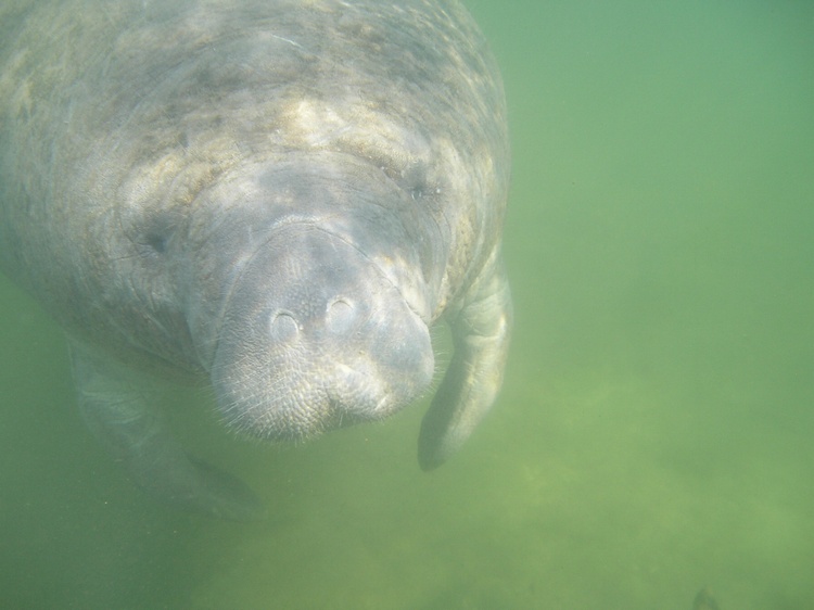 manatee face