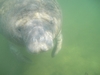 manatee face